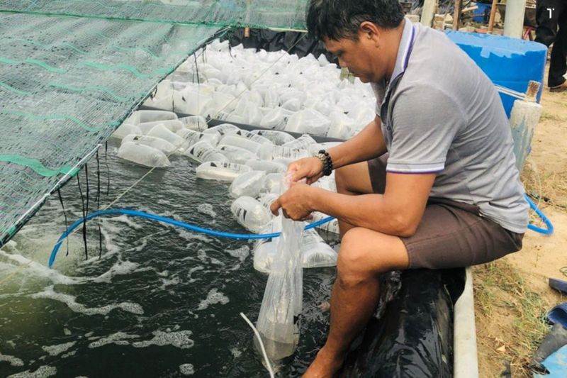 Phục hồi ao nuôi tôm