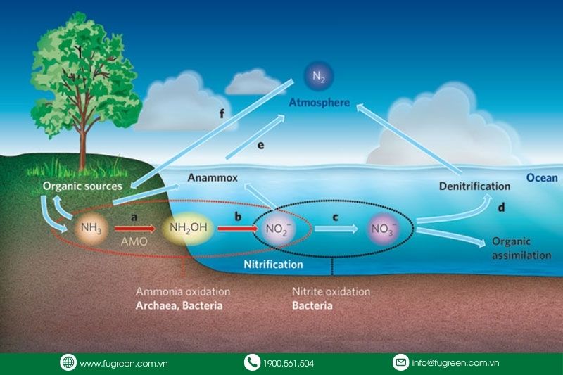 nguyên lý khử Nitrat trong bể Anoxic